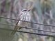 Streaked Flycatcher (Myiodynastes maculatus)