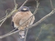 Roadside Hawk (Rupornis magnirostris)