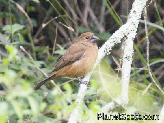 Ultramarine Grosbeak (Cyanoloxia brissonii)