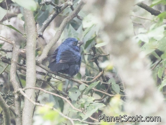 Ultramarine Grosbeak (Cyanocompsa brissonii) - Male