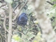 Ultramarine Grosbeak (Cyanocompsa brissonii) - Male