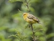 Saffron Finch (Sicalis flaveola)