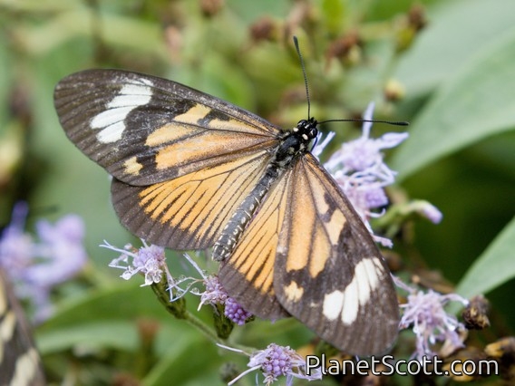 Checkerspot (Actinote sp)