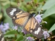 Checkerspot (Actinote sp)