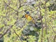 Blue-and-yellow Tanager (Rauenia bonariensis)