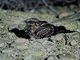 Scissor-tailed Nightjar (Hydropsalis torquata)