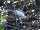 Black-capped Warbling Finch (Microspingus melanoleucus)