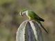 Cliff Parakeet (Myiopsitta luchsi)