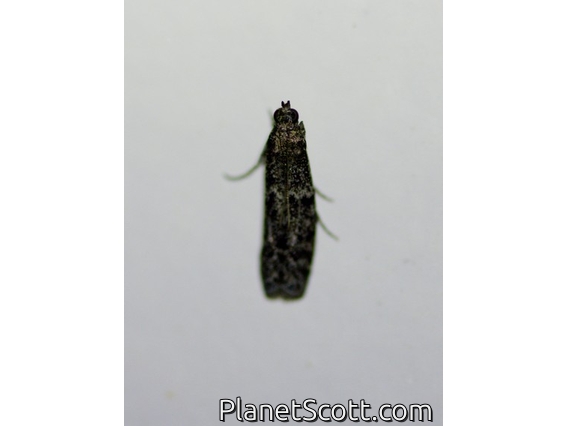 Knot-horn Moth (Phycitini sp)
