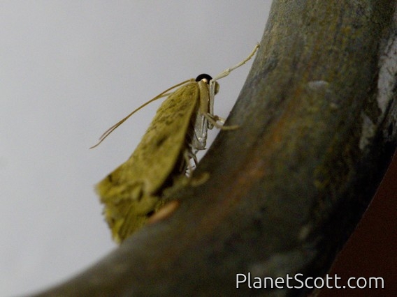 Crambid Snout Moth (Crambidae sp)