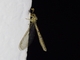 Long-tailed Antlion (Austroleon sp)