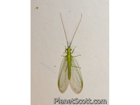 Green Lacewing (Chrysopini sp)