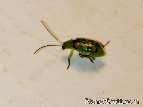 Leaf Beetle (Diabrotica sp)