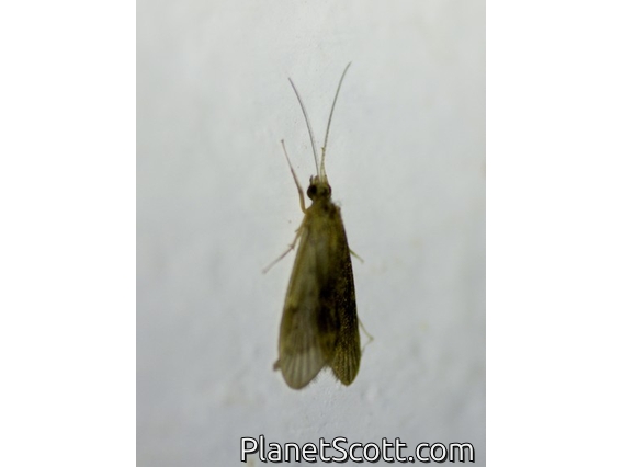 Caddisfly (Leptonema sp)