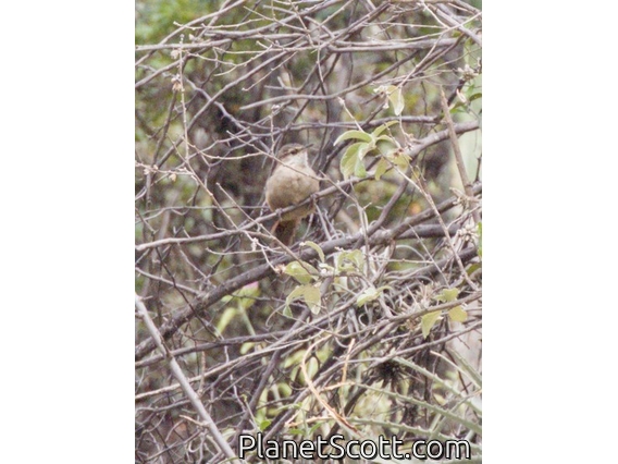 Bolivian Earthcreeper (Upucerthia harterti)