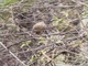 Bolivian Earthcreeper (Tarphonomus harterti)