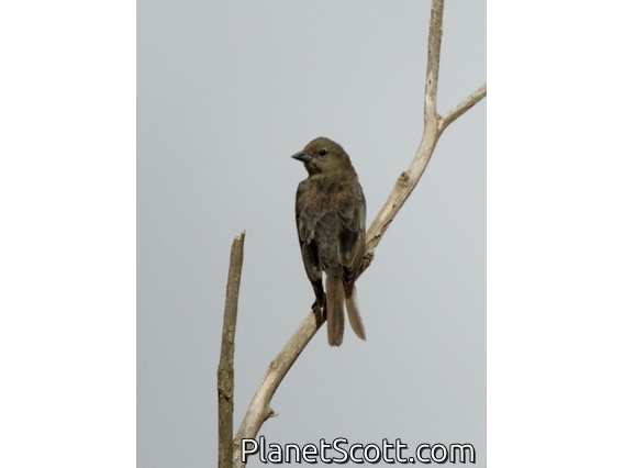 Bolivian Blackbird (Oreopsar bolivianus) - Female