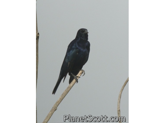 Bolivian Blackbird (Oreopsar bolivianus) - Male
