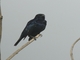 Bolivian Blackbird (Oreopsar bolivianus) - Male