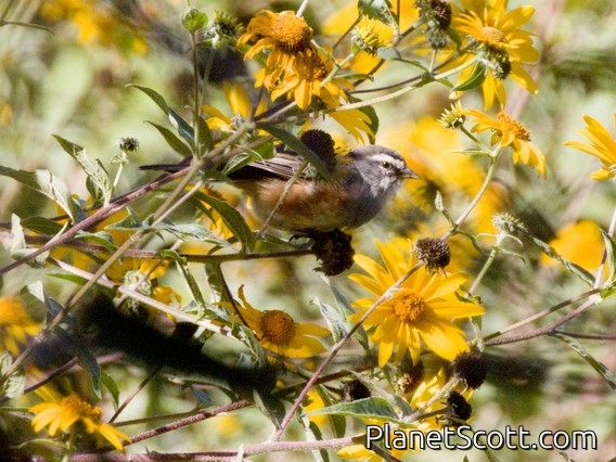 Rufous-sided Warbling Finch (Poospiza hypochondria)