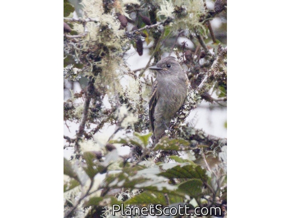 Alder Flycatcher (Empidonax alnorum)