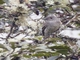Image from 2026-04-11