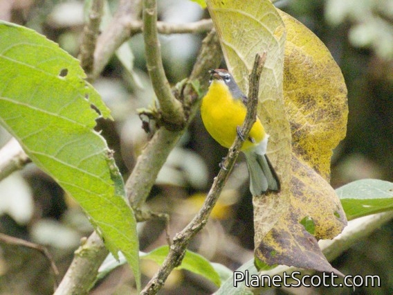Brown-capped Redstart (Myioborus brunniceps)