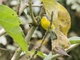 Brown-capped Redstart (Myioborus brunniceps)