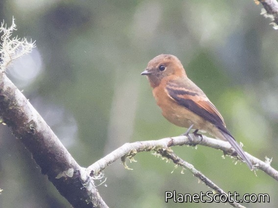 Cinnamon Flycatcher (Pyrrhomyias cinnamomeus)