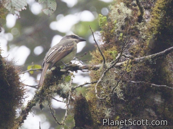 Variegated Flycatcher (Empidonomus varius)