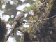 Variegated Flycatcher (Empidonomus varius)