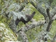 Red-faced Guan (Penelope dabbenei)
