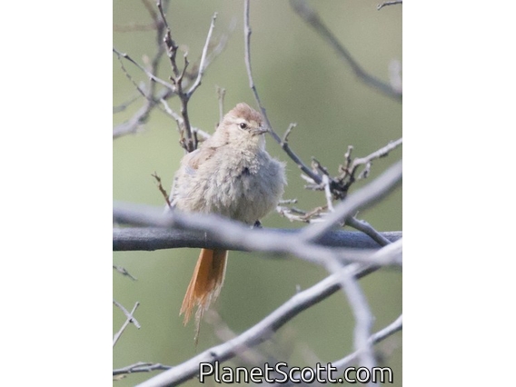 Brown-capped Tit-Spinetail (Leptasthenura fuliginiceps)