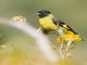 Hooded Siskin (Spinus magellanicus)