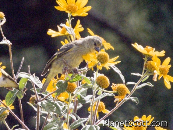 Hooded Siskin (Spinus magellanicus)