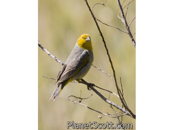 Citron-headed Yellow-Finch (Sicalis luteocephala)