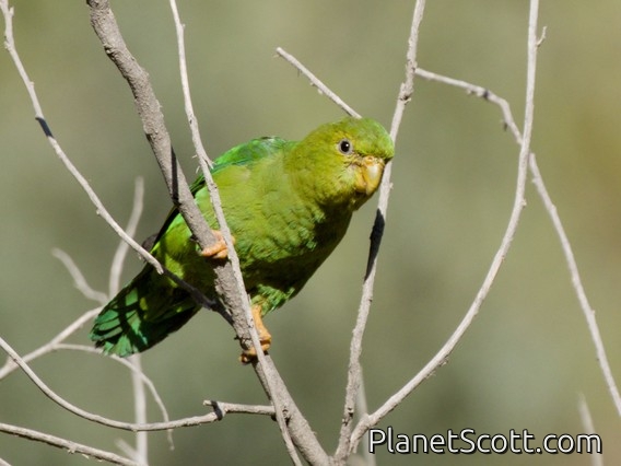 Andean Parakeet (Bolborhynchus orbygnesius)