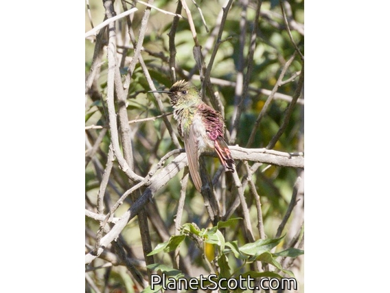 Red-tailed Comet (Sappho sparganurus)