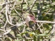 Red-tailed Comet (Sappho sparganurus)