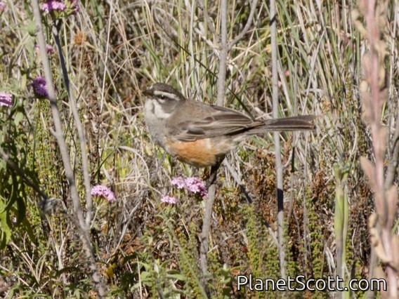 Rufous-sided Warbling Finch (Poospiza hypochondria)