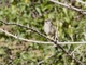 Rufous-sided Warbling Finch (Poospizopsis hypochondria)