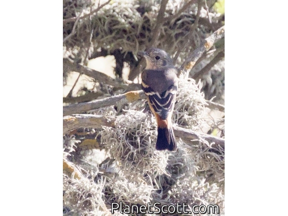 Rufous-bellied Bush-Tyrant (Myiotheretes fuscorufus)