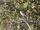 Rusty Flowerpiercer (Diglossa sittoides)