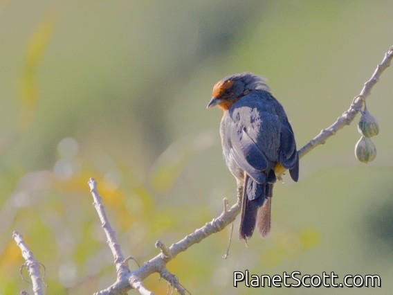 Cochabamba Mountain Finch (Poospiza garleppi)