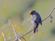 Cochabamba Mountain Finch (Poospiza garleppi)