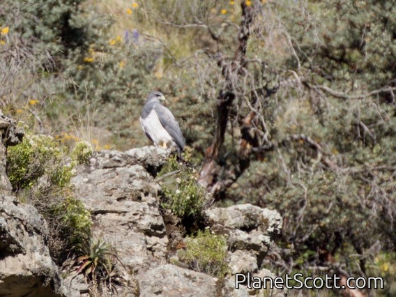 Black-chested Buzzard-Eagle (Geranoaetus melanoleucus)