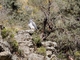 Black-chested Buzzard-Eagle (Geranoaetus melanoleucus)
