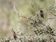 Wedge-tailed Hillstar (Oreotrochilus adela)