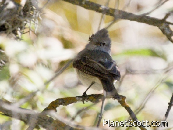 Small-billed Elaenia (Elaenia parvirostris)