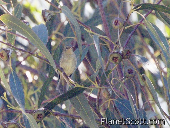 Small-billed Elaenia (Elaenia parvirostris)